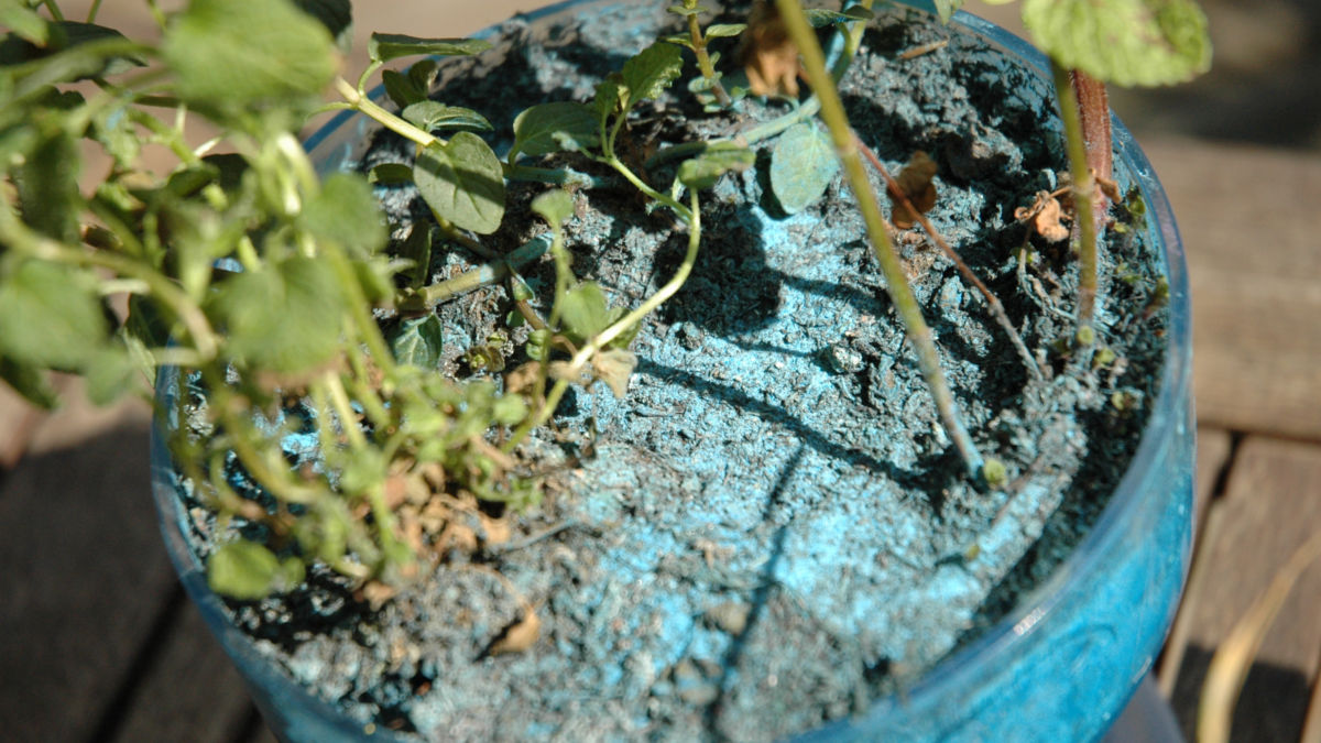 /img/website/diapo/environnement-test-2019/plante/bleu-suite-01.jpg