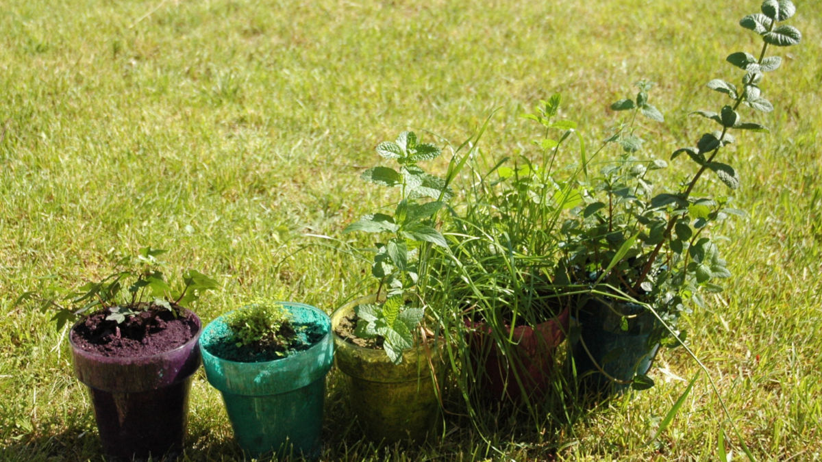 /img/website/diapo/environnement-test-2019/plante/familly-02.jpg