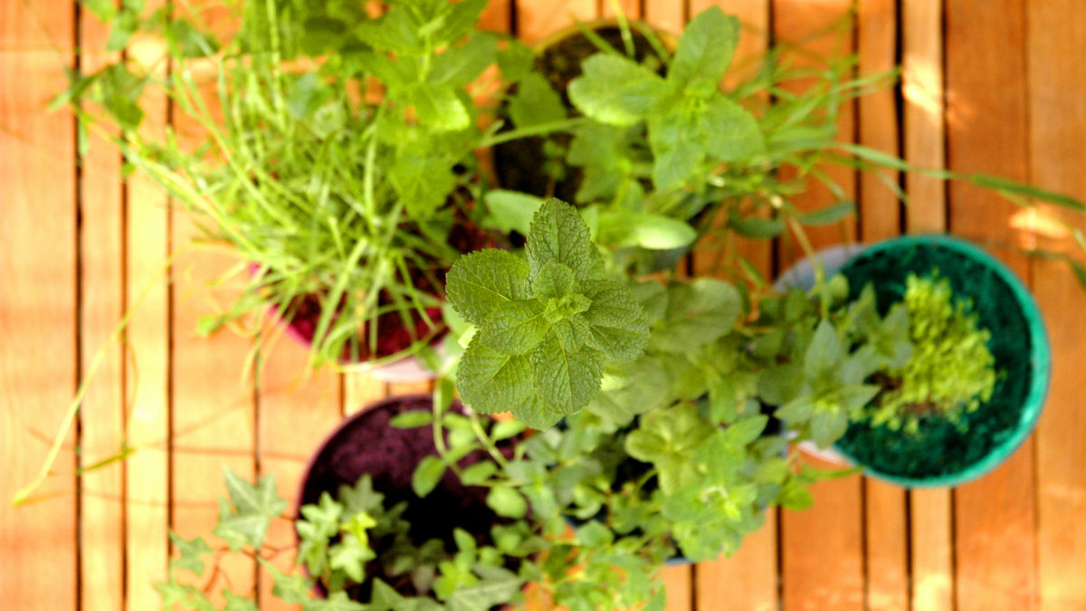 /img/website/diapo/environnement-test-2019/plante/familly-03.jpg