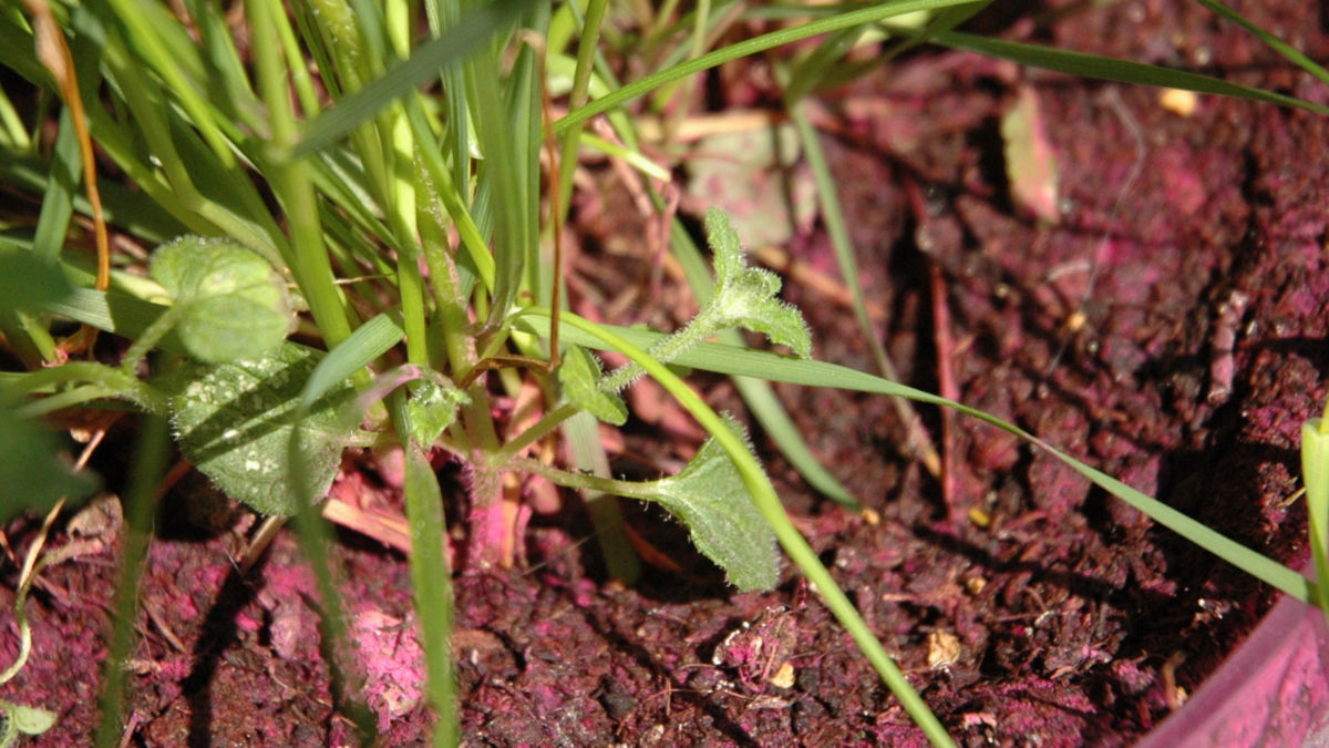/img/website/diapo/environnement-test-2019/plante/fushia-suite-01.jpg