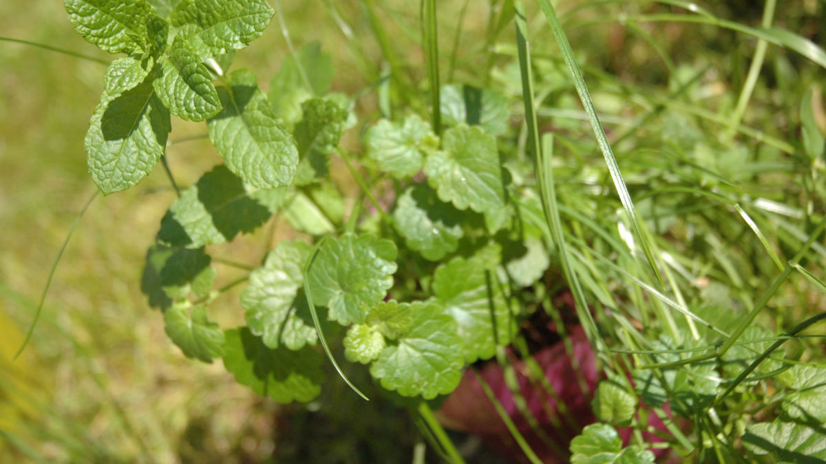 /img/website/diapo/environnement-test-2019/plante/fushia-suite-03.jpg