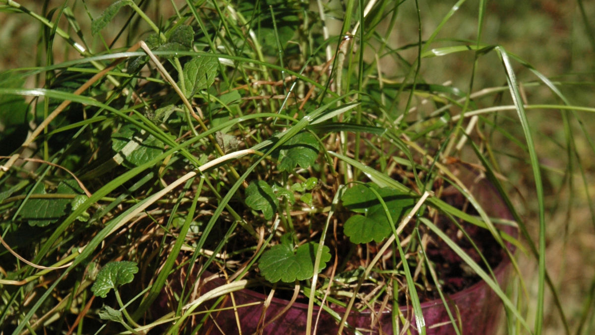 /img/website/diapo/environnement-test-2019/plante/fushia-suite-04.jpg