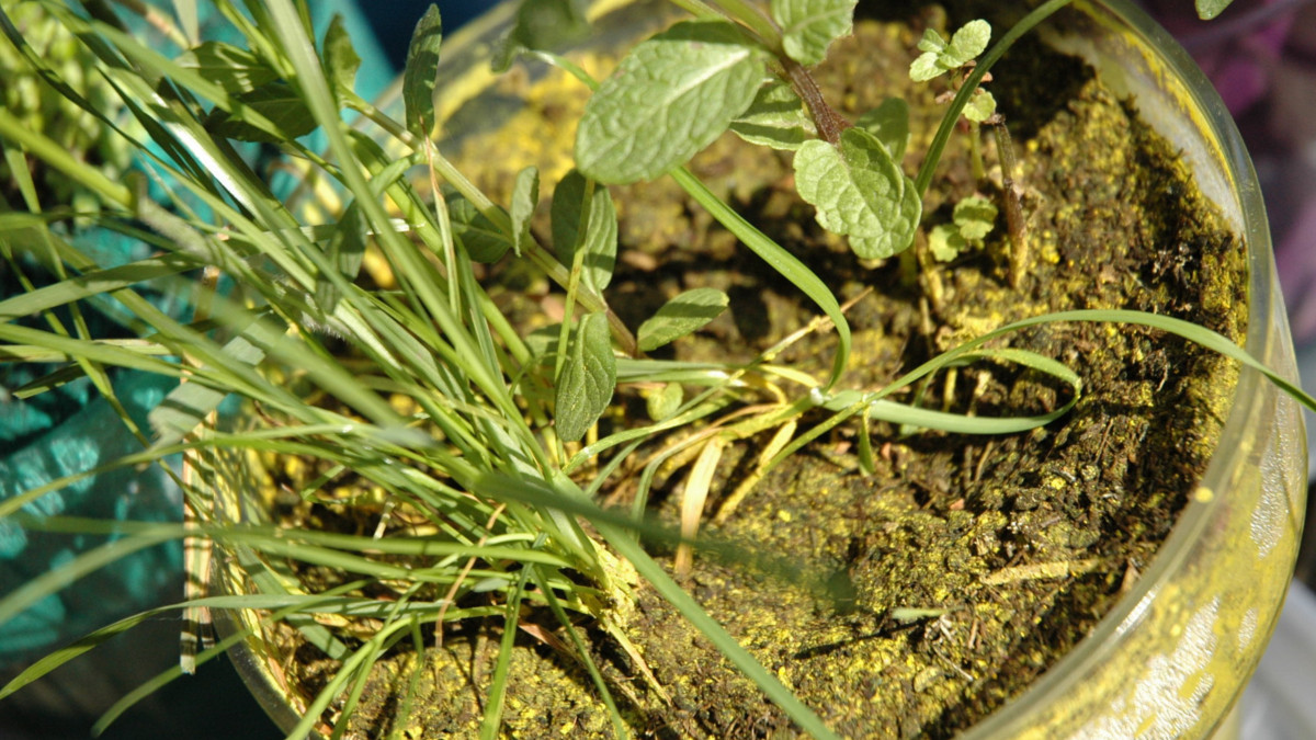 /img/website/diapo/environnement-test-2019/plante/jaune-suite-01.jpg