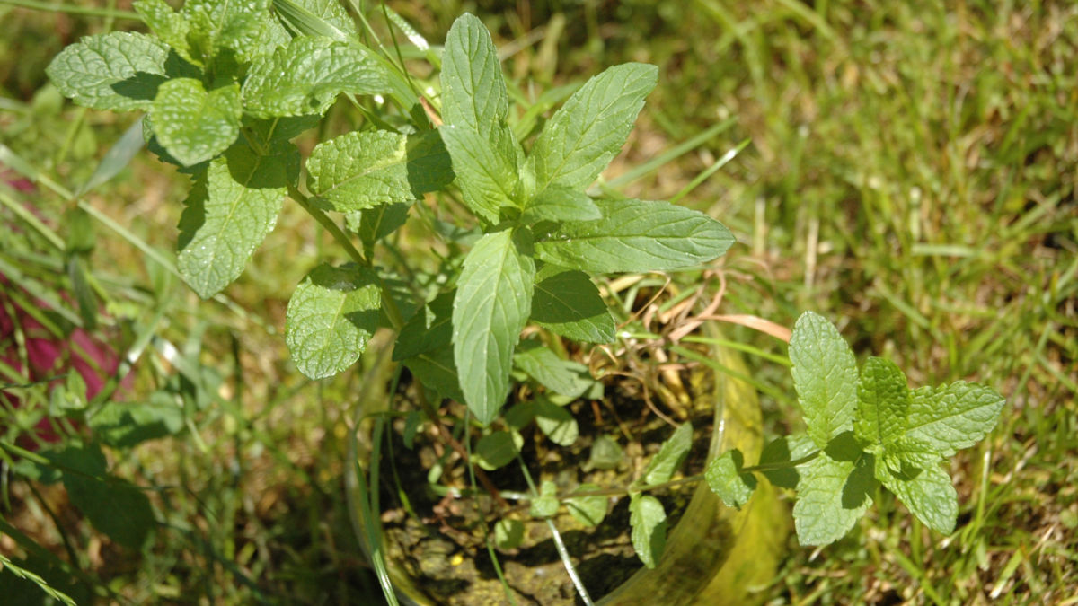 /img/website/diapo/environnement-test-2019/plante/jaune-suite-03.jpg