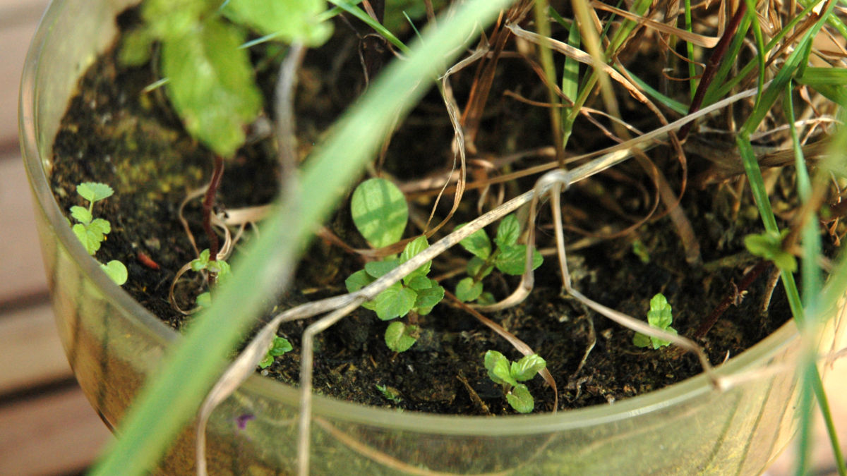 /img/website/diapo/environnement-test-2019/plante/jaune-suite-05.jpg