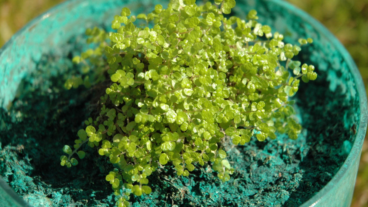 /img/website/diapo/environnement-test-2019/plante/vert-suite-01.jpg