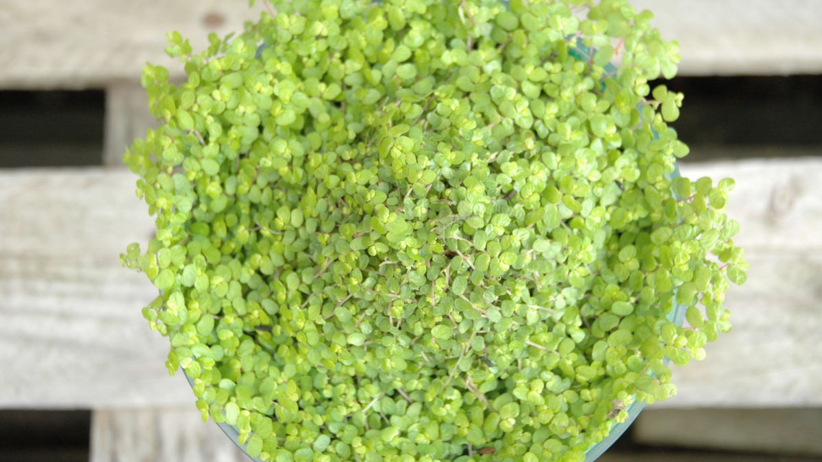 /img/website/diapo/environnement-test-2019/plante/vert-suite-04.jpg