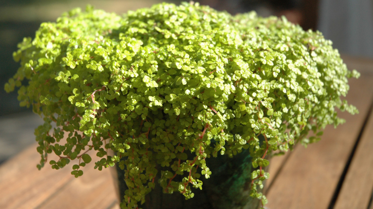 /img/website/diapo/environnement-test-2019/plante/vert-suite-05.jpg