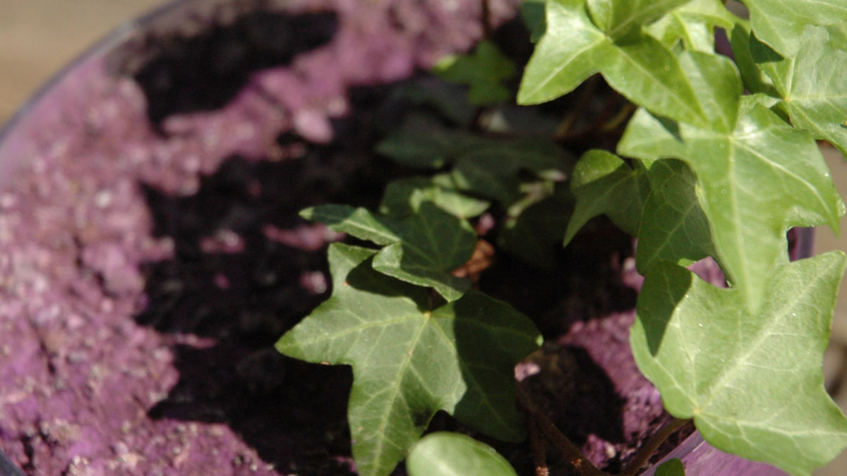 /img/website/diapo/environnement-test-2019/plante/violet-suite-01.jpg
