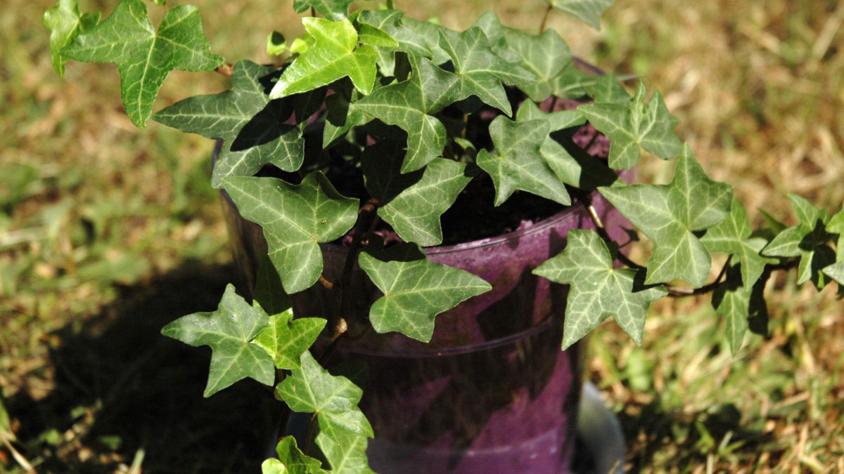/img/website/diapo/environnement-test-2019/plante/violet-suite-05.jpg