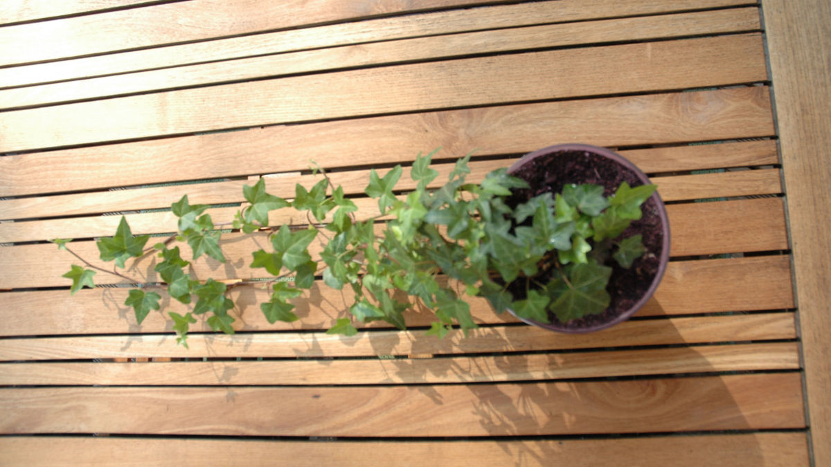 /img/website/diapo/environnement-test-2019/plante/violet-suite-09.jpg