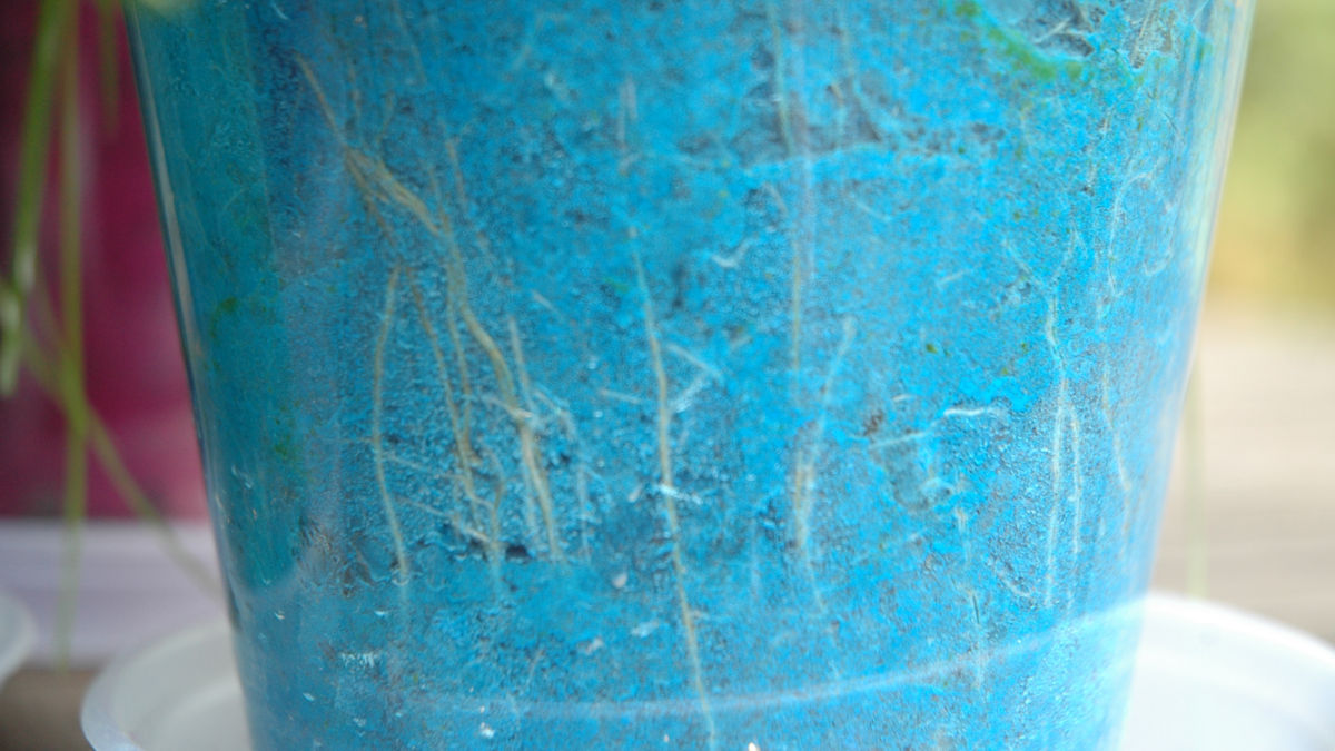 /img/website/diapo/environnement-test-2019/racine/bleu-04.jpg