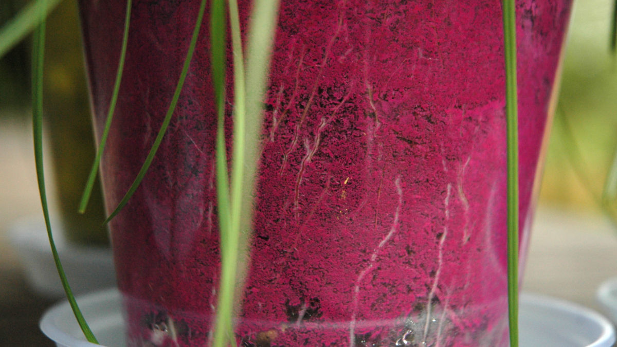 /img/website/diapo/environnement-test-2019/racine/fushia-03.jpg