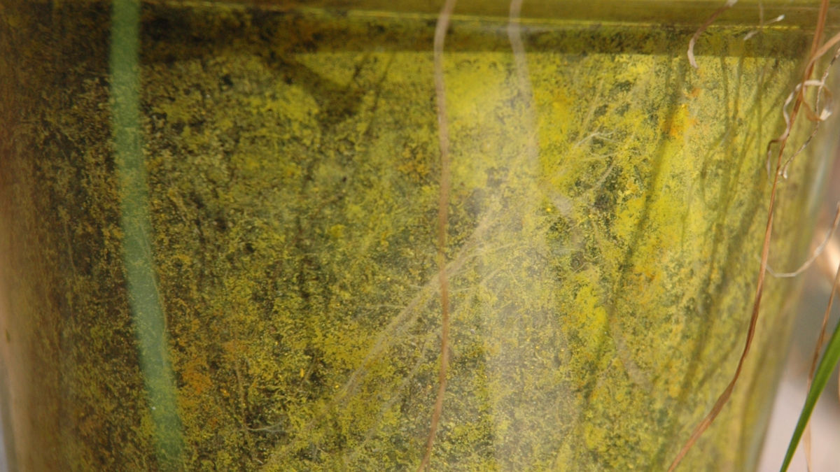/img/website/diapo/environnement-test-2019/racine/jaune-06.jpg
