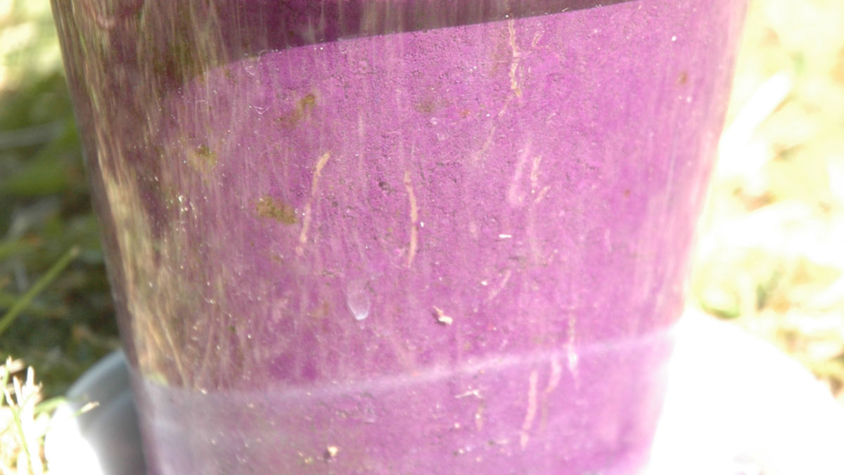 /img/website/diapo/environnement-test-2019/racine/violet-02.jpg